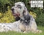 Just English Setters