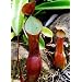 Tropica - Nepenthes reinwardtiana - 10 Samen inklusive Kultursubstrat