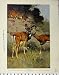 1926 MOUFLON BHARAL WILD ANIMALS NATURAL HISTORY PRINT