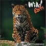 Wild Cats 2008 Wall Calendar
