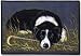 BORDER COLLIE DOORMAT Art by Pollyanna Pickering
