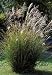 Chinese Silver Grass 25 Seeds