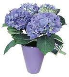 Blue Hydrangea Plant in Blue Designer Vase