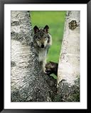 Male Gray Wolf and Cub Behind Tree, Montana Framed Art Poster Print by David Burch, 39x49