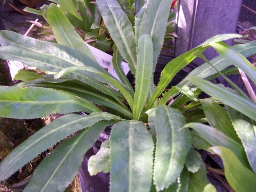 Recao, Culantro, Cilantro ancho, Mexican coriander (Eryngium foetidum) Herb. 200+ Qty Seeds Pack
