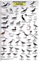 California Coastal Birds (Mac's Guides (Flash Cards))