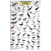 California Coastal Birds (Mac's Guides (Flash Cards))