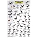 California Coastal Birds (Mac's Guides (Flash Cards))