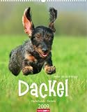 Produkt-Bild: Dackel 2009