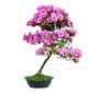 Brussel's Satsuki Azalea Specimen Bonsai, Age: 30 Yrs; Height - 32-Inch, ST1018SA