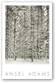 Pine Forest in Snow (embossed) by Ansel Adams 27.5"x21" Art Print Poster
