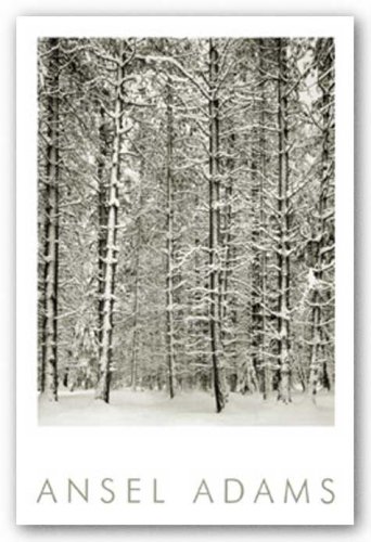 Pine Forest in Snow