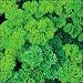 Triple Curled Parsley Herb 500 Seeds-GARDEN FRESH PACK