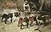 Bulldogs of 20th Century Etching Wardle, Arthur  Animals, Dogs Birds Engraving Intaglio