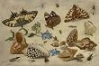 Kessel Shells Wooden Jigsaw Puzzle