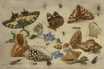 Kessel Shells Wooden Jigsaw Puzzle
