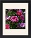 Framed Prints of Loseley Park garden from Country Life