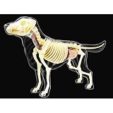Tedco 4D -Full Skeleton Dog