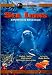 Sea Lions: A California Adventure