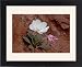 Framed Prints of Dwarf evening-primrose (tufted evening-primrose) (white tufted evening-primrose from Robert Harding
