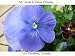 My Free Guide to Pansy Pressing