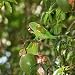 Two Wild Parrots Peel Seeds from the Inside of a Floss Silk Tree (Chorisia Speciosa) Photographic Poster Print, 16x16
