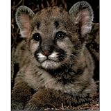 Cougar Cub (Wildlife) Photo Print Poster - 16x20