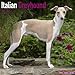 Italian Greyhound Calendar - Breed Specific Italian Greyhound Calendar - 2016 Wall calendars - Dog Calendars - Monthly Wall Calendar by Avonside