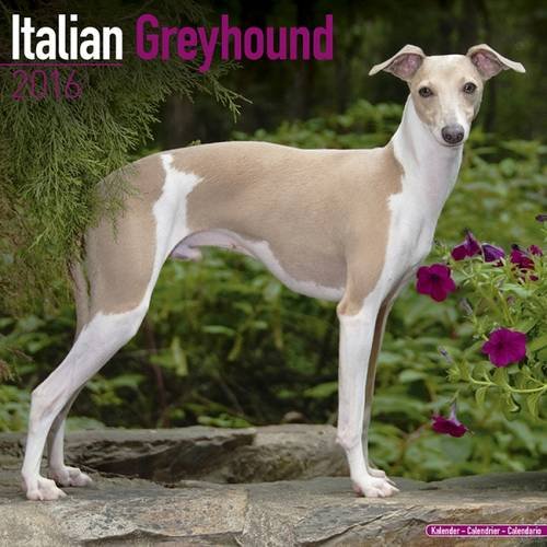 Italian Greyhound Calendar - Breed Specific Italian Greyhound Calendar - 2016 Wall calendars - Dog Calendars - Monthly Wall Calendar by Avonside