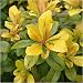 Escallonia Gold Ellen 3L