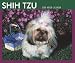 shih tzu - Shih Tzu 2008 Boxed Calendar