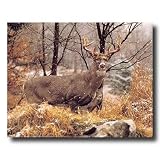 Whitetail Buck Deer And Doe In Snow Animal Wildlife Home Decor Wall Picture 16x20 Art Print