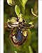 Photographic Prints of Mirror Orchid - in flower from Ardea Wildlife Pets