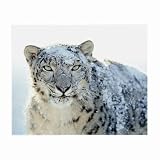 Glasses Cleaning Cloth Small Sized 2-Sided of Apple Snow Leopard Logo