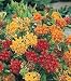 Gay Butterflies Butterfly 20 Seeds Asclepias -Perennial