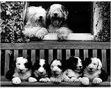 \"Photographic