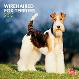 Fox Terriers 2013 - Drahthaar-Foxterrier - Original BrownTrout-Kalender