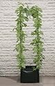 Pea & Bean Patio Planter for grow your own produce