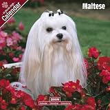 Maltese 2009 Wall Calendar