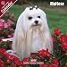   - Maltese 2009 Wall Calendar
