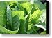 Leaf Lettuce Canvas Print / Canvas Art - Artist Lauri Novak