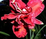 Double Firecracker Daylily - Hemerocallis - Rebloomer!