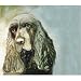 25 Pack Sussex Spaniel Note Cards by Dick Larsen