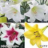 国華園　球根　送料無料　ちょこっと鉄砲ユリセット　3種6球
