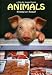 Animals: Friend or Food?