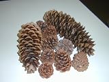 1 Pound Bag Assorted Real Natural Pine Cones