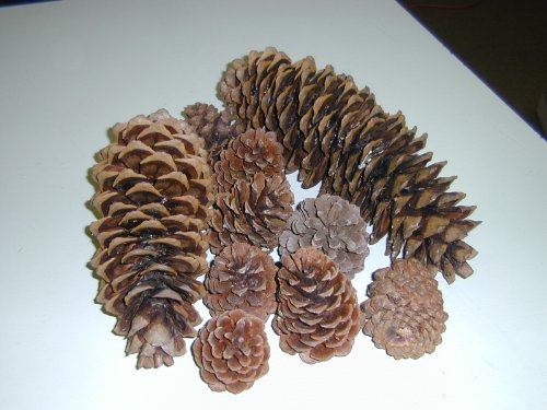 1 Pound Bag Assorted Real Natural Pine Cones