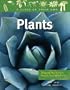 Plants: Flowering Plants, Ferns, Mosses, and Other Plants (Class of Their Own)
