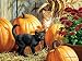 All Products : Cats: Pumpkin Patch