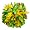 Bright Gold/Kelly Green